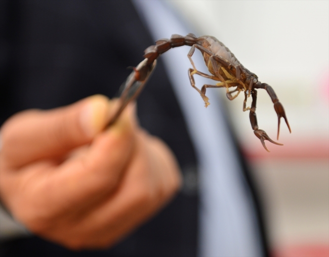 Şanlıurfalı girişimci geçimini akrep yetiştiriciliğinden sağlıyor